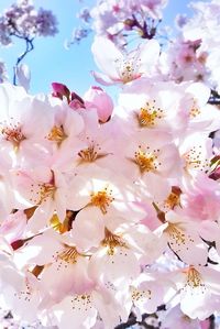 Low angle view of pink flowers blooming on tree