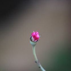 Close-up of pink rose flower bud