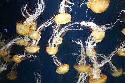 Close-up of jellyfish in sea