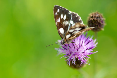 Close-up of butterfly pollinating on purple flower