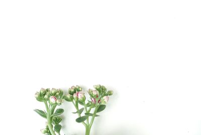Close-up of flowers against white background