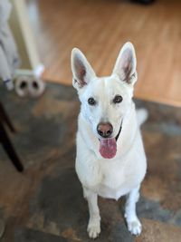 High angle portrait of dog standing outdoors