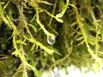 Close-up of wet spider web on plant