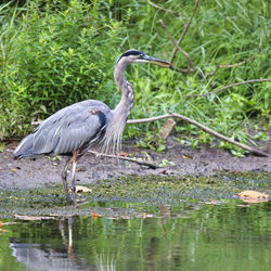 High angle view of gray heron in lake