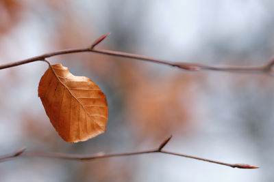 Close-up of dry leaf on twig