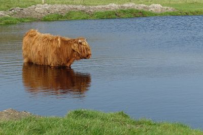 View of sheep on lake