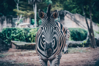 Portrait of zebras in forest