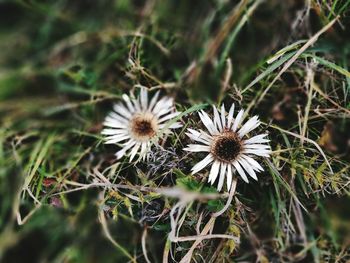 Close-up of white daisy flowers growing on field