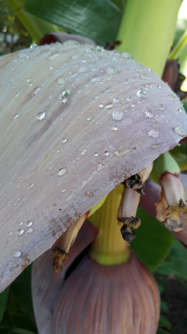 CLOSE-UP OF WATER DROPS ON LEAF AT DUSK