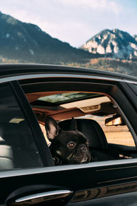 Portrait of dog seen through car window