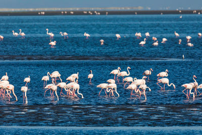 Flock of birds on beach