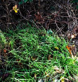 High angle view of grass on field in forest