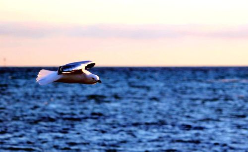 Seagull flying over sea