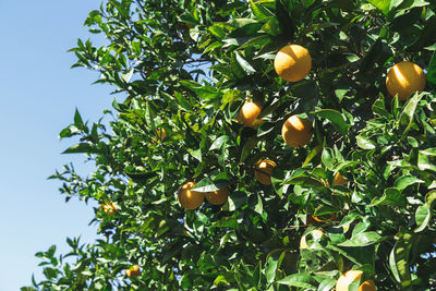 Orange tree with ripe fruits against the sky.