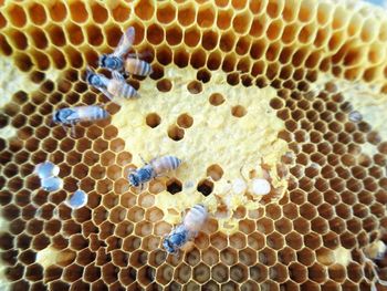 Close-up of bee on the wall