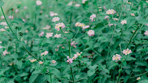 High angle view of flowering plants on field