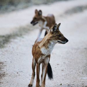 Wild dogs on street