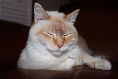 Close-up of cat sleeping at home