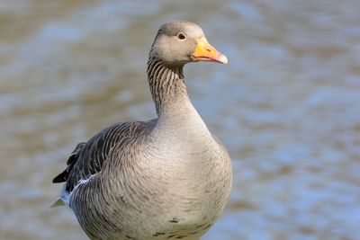 Close-up of greylag goose by lake