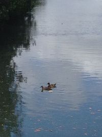 Bird flying over lake