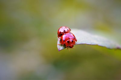 Close-up of ladybug