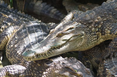 Close-up of crocodile