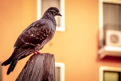 Close-up of bird perching on wooden post