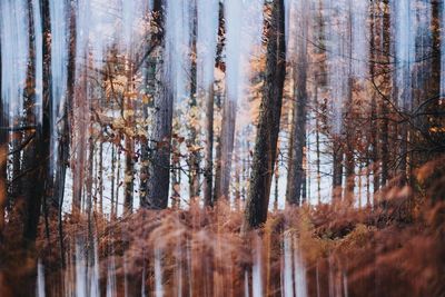 Panoramic view of pine trees in forest during autumn