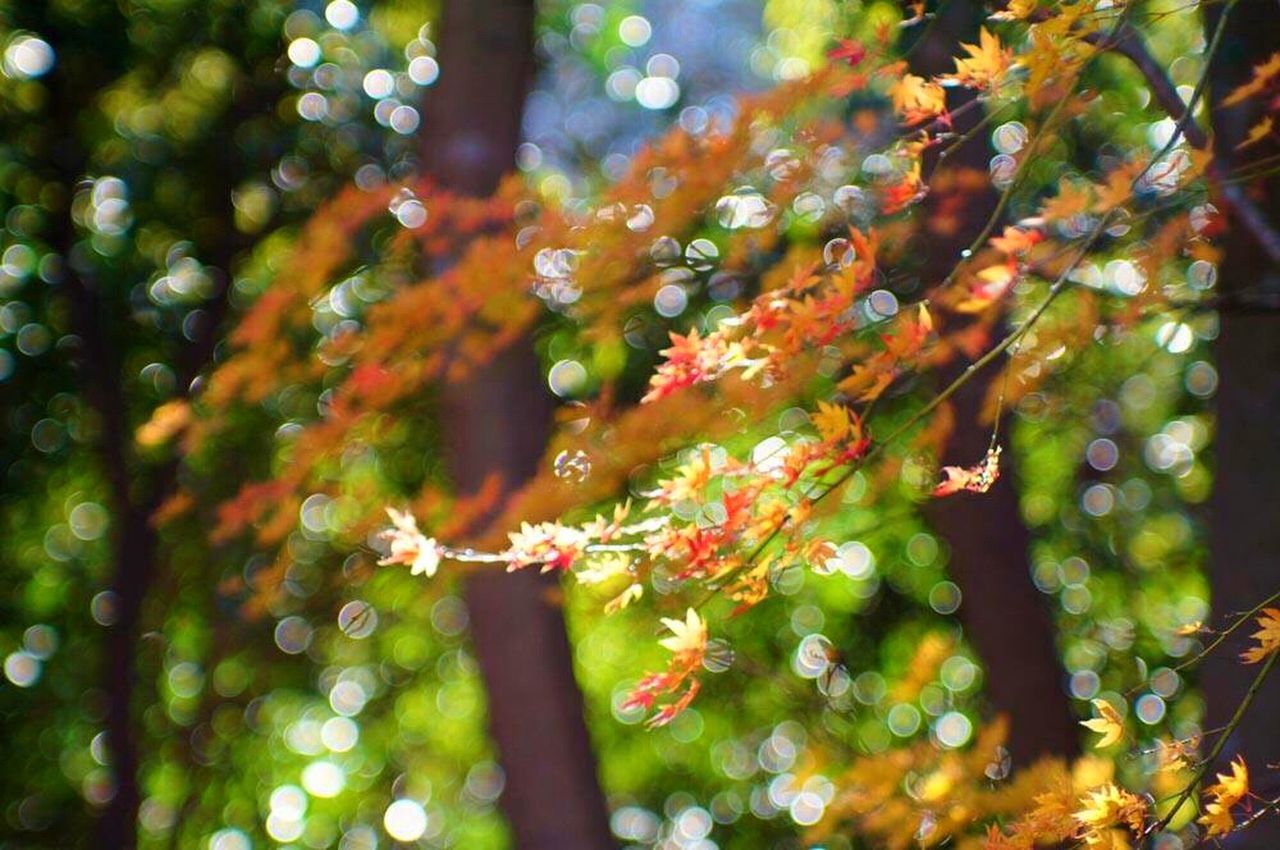 growth, branch, tree, freshness, nature, flower, beauty in nature, focus on foreground, leaf, close-up, selective focus, fragility, green color, plant, twig, day, outdoors, low angle view, no people, sunlight