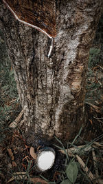 High angle view of trees growing in forest