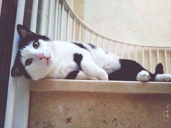 Cat resting on floor