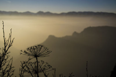 Silhouette tree against sky during sunset