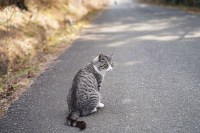 Portrait of cat on street