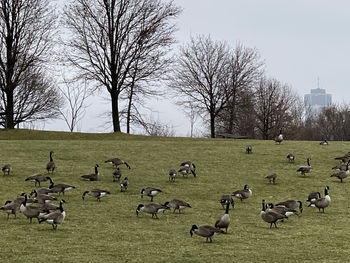 Flock of birds on grassy field against sky