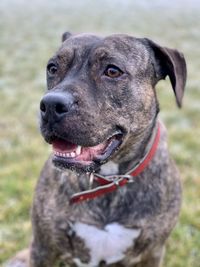 Close-up of amstaff dog looking away