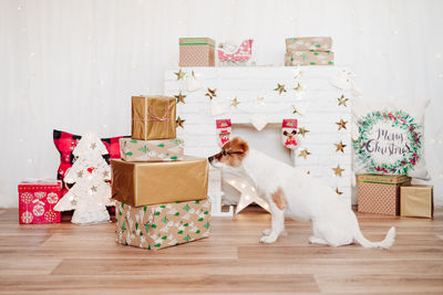 Cute jack russell dog smelling presents boxes over christmas decoration at home or studio. 
