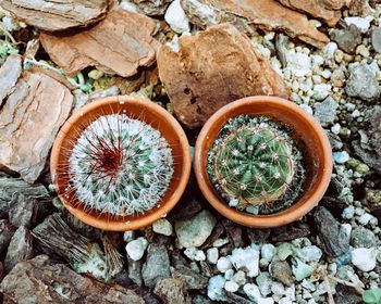 High angle view of cactus