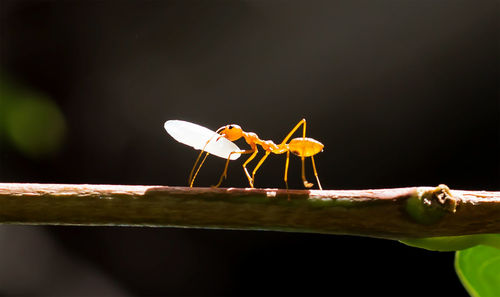Close-up of insect perching on leaf