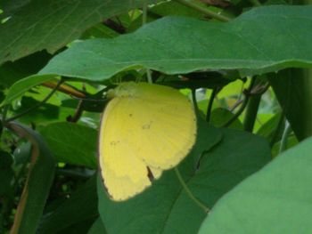 leaf