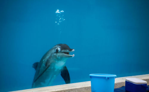 Swimming pool in aquarium