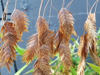 Low angle view of leaves