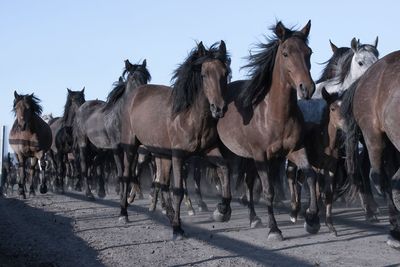 Horses running on field