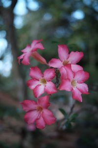 Close-up of pink flowers blooming outdoors