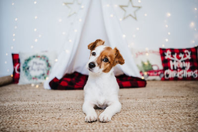 Cute jack russell dog at home standing with christmas decoration. christmas time