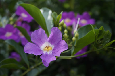 Close-up of purple flowering plant