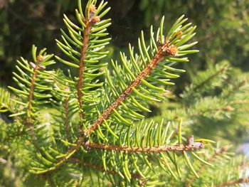 Close-up of pine tree