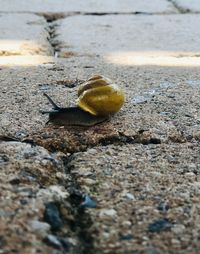 Close-up of shell on street