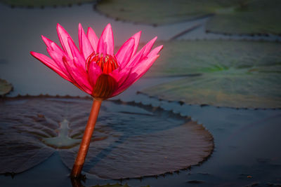 Close-up of lotus water lily