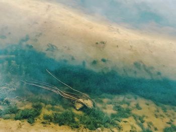 View of fish swimming in sea