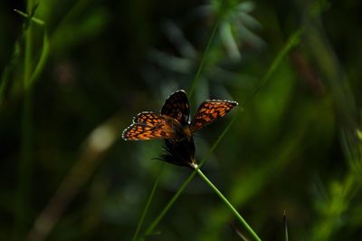 Butterfly on plant